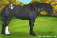 Horse Color:Black Appaloosa 