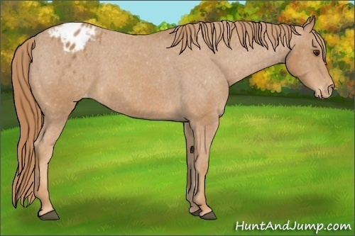 Horse Color:Chestnut Appaloosa 