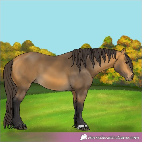 Horse Color:Buckskin 