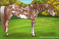 Horse Color:White Spotted Chestnut Frame 