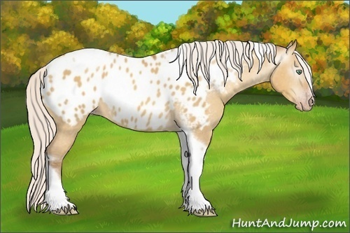 Horse Color:Gray Silver Amber Cream Champagne Roan Dun Splash Tobiano Frame Appaloosa Rabicano
