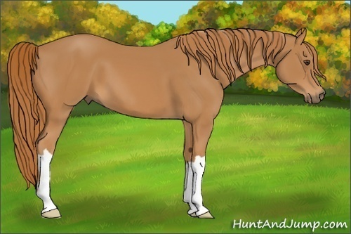 Horse Color:Unknown 