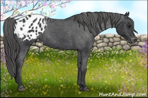 Horse Color:Black Blanket