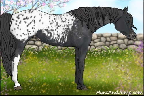 Horse Color:Black Blanket 