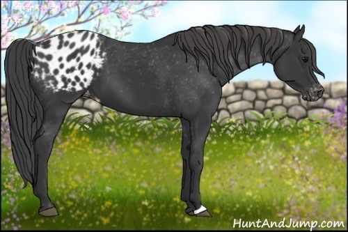 Horse Color:Black Blanket 