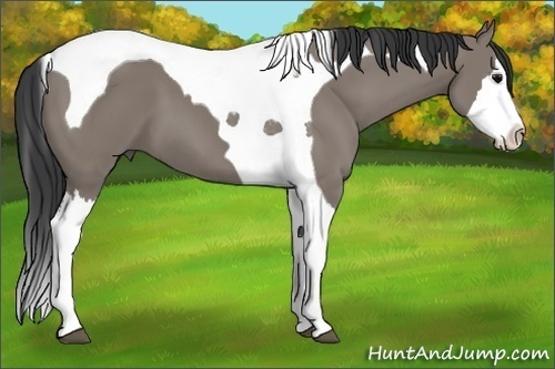 Horse Color: Grullo Splash Tobiano 