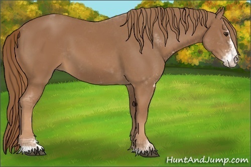 Horse Color: Unknown 