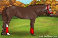 Horse Color:Gray Chestnut 