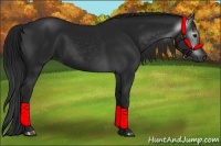 Horse Color:Gray Black 