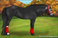 Horse Color:Gray Black 