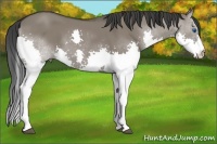 Horse Color:Grullo Splash 