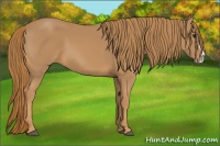 Horse Color:Chestnut Splash 