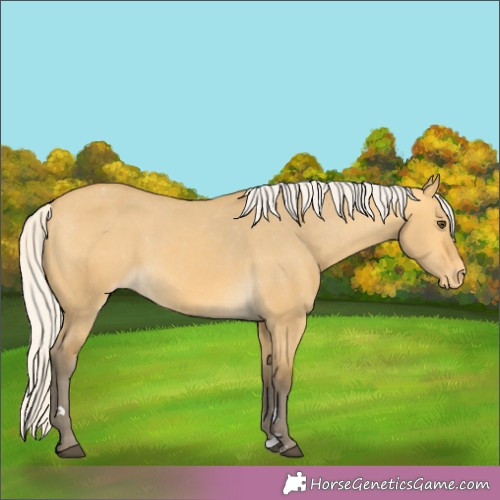 Horse Color:Silver Buckskin Dun Appaloosa Rabicano 