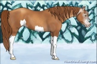 Horse Color:Gray Gold Champagne 