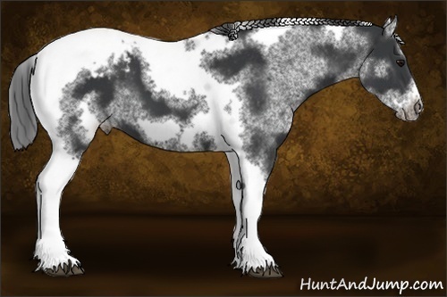 Horse Color:White Spotted Black Splash Tobiano Frame Varnish 