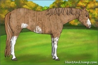 Horse Color:Chocolate Palomino  and Chestnut 