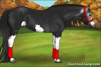 Horse Color:Gray Black 