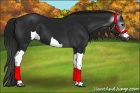 Horse Color:Gray Black 