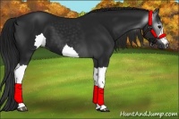 Horse Color:Gray Black 