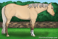 Horse Color:Silver Buckskin Dun 