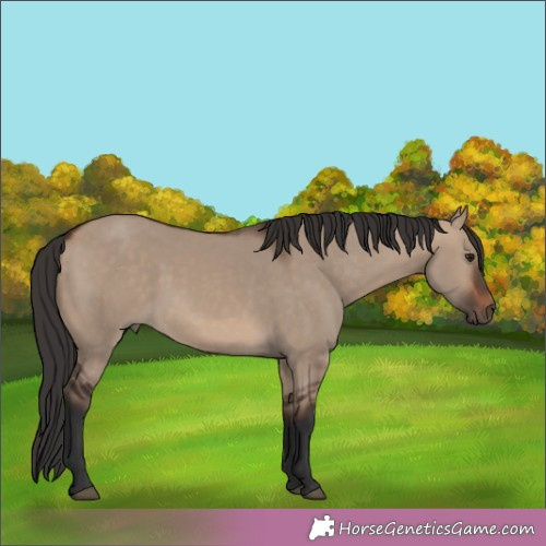 Horse Color:Brown Dun 