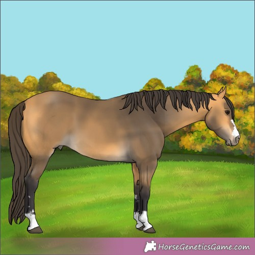 Horse Color:Buckskin 