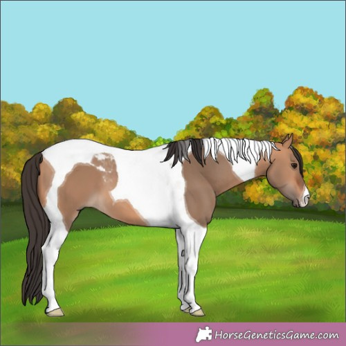 Horse Color:Bay Dun Tobiano 