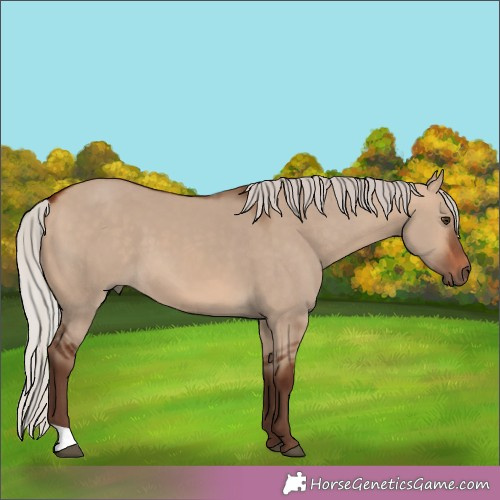 Horse Color:Silver Bay Dun 