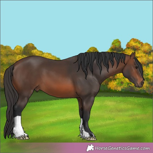 Horse Color:Brown 