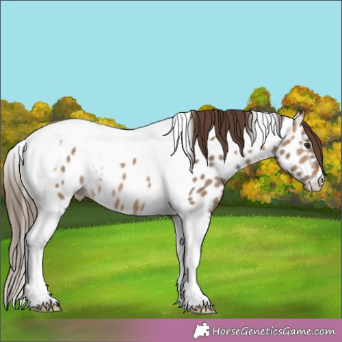 Horse Color: Bay Dun Tobiano Near Leopard 