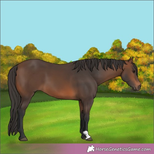 Horse Color:Brown 