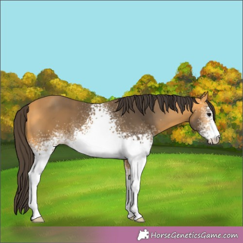 Horse Color: White Spotted Buckskin 