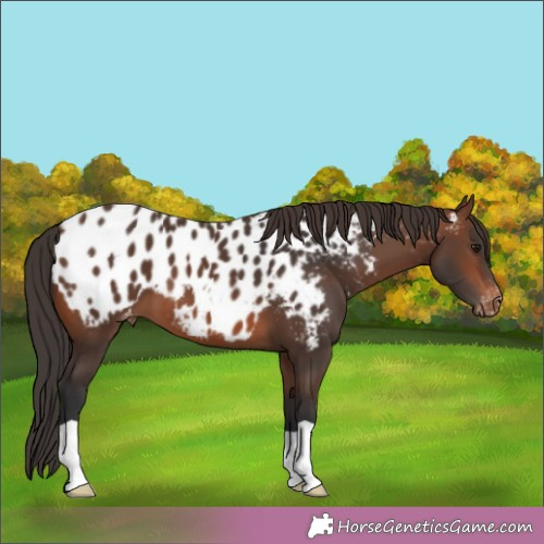 Horse Color:Brown Appaloosa 