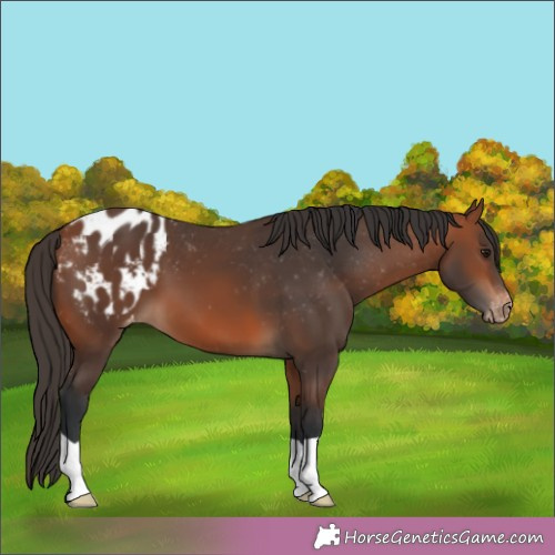 Horse Color:Bay Appaloosa 