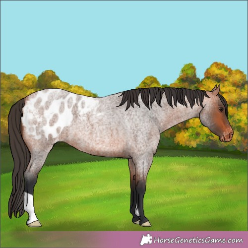 Horse Color:Bay Roan Appaloosa 