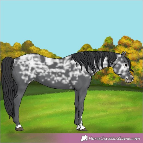 Horse Color:Black Ice 