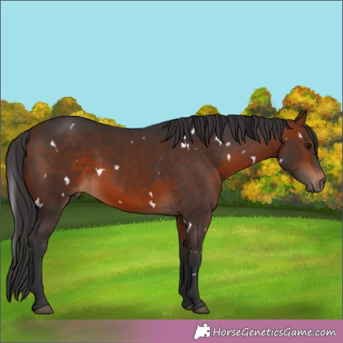 Horse Color:White Spotted Bay 