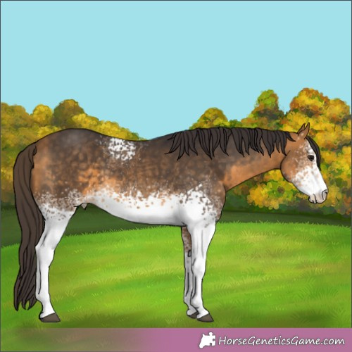 Horse Color:White Spotted Buckskin 