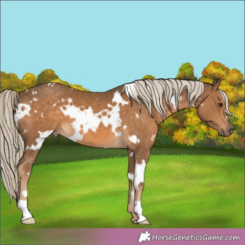 Horse Color:White Spotted Chocolate Palomino 