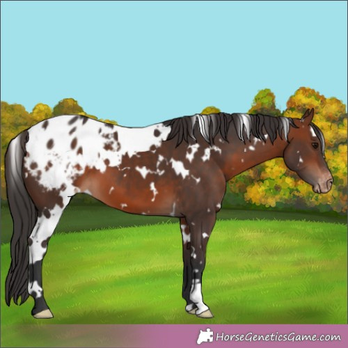 Horse Color:White Spotted Brown Appaloosa 