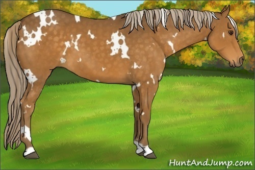 Horse Color:White Spotted Chocolate Palomino
