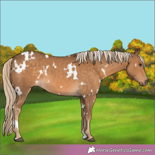 Horse Color:White Spotted Chocolate Palomino 