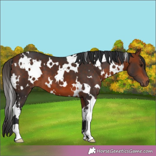 Horse Color:White Spotted Bay 