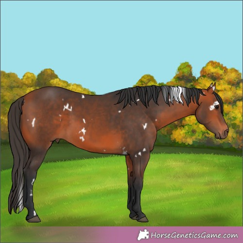 Horse Color:White Spotted Bay 