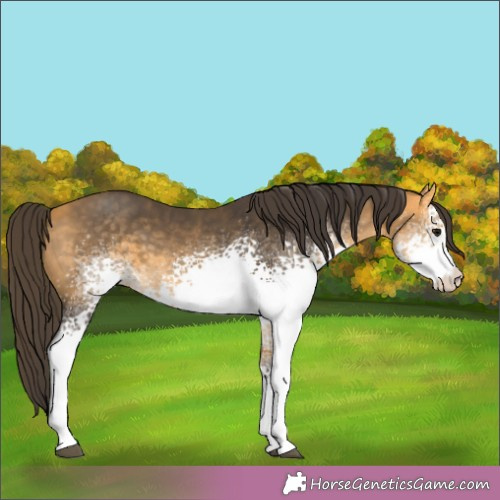 Horse Color:White Spotted Buckskin 