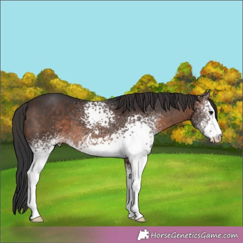 Horse Color:White Spotted Brown 