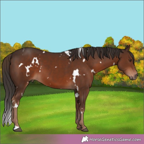 Horse Color:White Spotted Liver Chestnut 