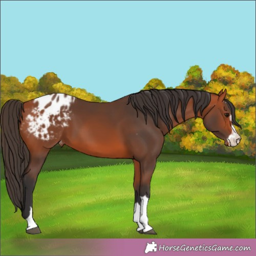 Horse Color:Bay Appaloosa 