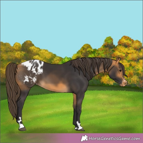 Horse Color:Buckskin Appaloosa 