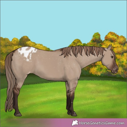 Horse Color:Liver Red Dun Appaloosa Rabicano 